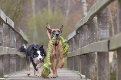 Могут ли собаки вычислить носителя коронавируса, рассказал кинолог - inforeactor.ru - Австрия