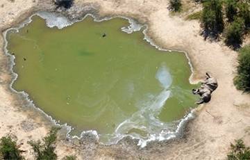 В Ботсване нашли мертвыми 350 слонов, ученые не исключают коронавирус - charter97.org - Англия - Ботсвана