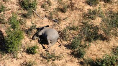 Эксперты не исключили, что слоны в Ботсване гибнут от коронавируса - gazeta.ru - Ботсвана
