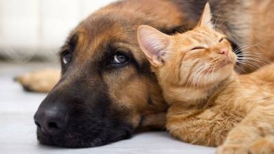 Ученые нашли антитела к коронавирусу у собак и кошек - gazeta.ru - Италия