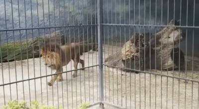 В Васильевском центре для хищников поселились цирковые львы, – видео - inform.zp.ua - Украина