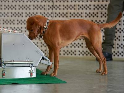 Немецкие ученые доказали, что собаки могут искать людей с коронавирусом - sobesednik.ru - Германия