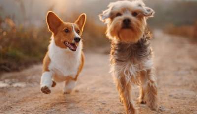 Лучший друг человека: Собаки могут унюхать больных коронавирусом с вероятностью 94% - usa.one - Германия