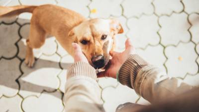 В США умерла собака с коронавирусом - gazeta.ru - Сша