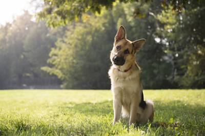 Первая заразившаяся коронавирусом в США собака умерла - lenta.ru - Сша - Нью-Йорк