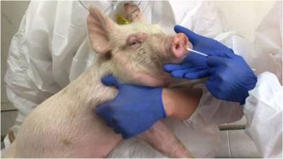 Новый вирус у китайских свиней может вызвать пандемию - germania.one - Китай