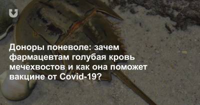 Доноры поневоле: зачем фармацевтам голубая кровь мечехвостов и как она поможет вакцине от Covid-19? - news.tut.by