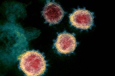 Найдены новые лекарства против коронавируса - lenta.ru - штат Флорида