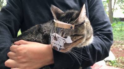 Кошачьи маски для защиты от коронавируса создает дизайнер из Мексики. - riafan.ru - Мексика