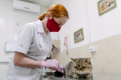 Анатолий Альтштейн - Российские учёные не планируют разрабатывать вакцину от COVID-19 для домашних животных - govoritmoskva.ru - Москва