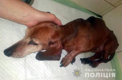 В Запорожье будут судить мужчину за жестокое обращение с собакой - inform.zp.ua - Украина - Запорожье
