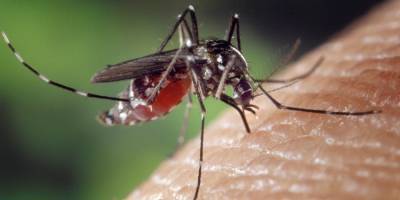 В Израиле обнаружены комары с опасным вирусом - detaly.co.il - Израиль