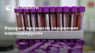 Раскрыт механизм заражения коронавирусом - ria.ru - Москва - Германия