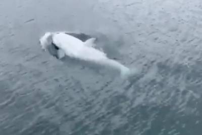 Видео редкого белого кита-убийцы облетело Сеть и стало вирусным - vm.ru - state Alaska - штат Аляска