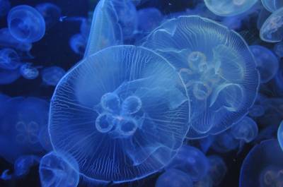 Медузы заполонили побережье Азовского моря: опасен ли укус и чем лечить ожоги - inform.zp.ua - Бердянск
