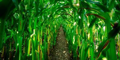 Фермеры оставили грубое послание для коронавируса на кукурузном поле - detaly.co.il - штат Мичиган