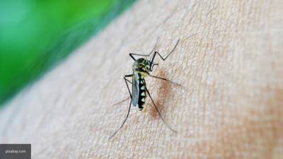Британские ученые нашли спасение от коронавируса в репеллентах от комаров - nation-news.ru - Англия