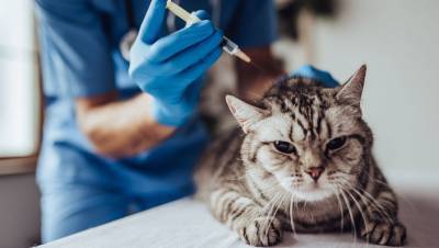 Лекарство для кошек показало способность бороться с COVID-19 - gazeta.ru