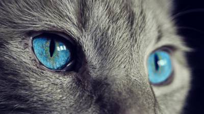 Лекарства для кошек оказались эффективными против коронавируса - piter.tv - Канада