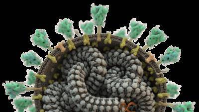 Теперь и в 3D: ученые "напечатали" модель коронавируса - crimea.ria.ru - Симферополь - республика Крым