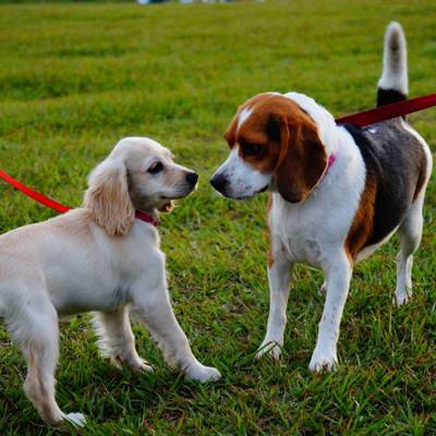 Коронавирус впервые обнаружили в Японии у двух собак - radiomayak.ru - Япония