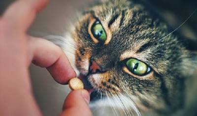 Дешевый препарат против кошачьего коронавируса может помочь и людям - newizv.ru