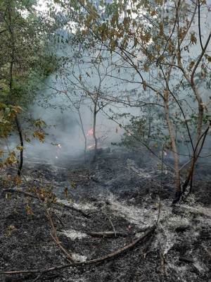На острове Хортица бушевал пожар - inform.zp.ua - Украина - Запорожье