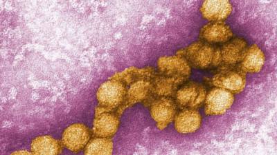 Роберт Кох - В Германии распространяется вирус лихорадки Западного Нила: восемь новых больных, трое в тяжелом состоянии - germania.one - Германия