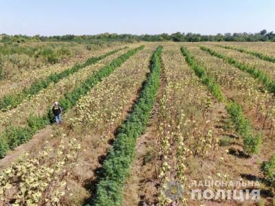 Запорожские полицейские обнаружили посевы конопли на 10 млн гривен (ФОТО) - inform.zp.ua - Украина - Мелитополь