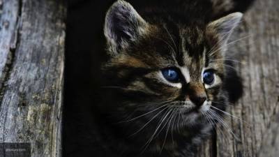 Зараженный COVID-19 котенок умер в Саранске - inforeactor.ru - Саранск