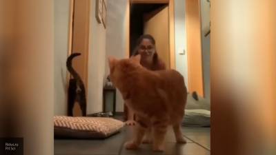 "Котонавирус": в Сети появилось видео девушки, которая пародирует кошек - inforeactor.ru