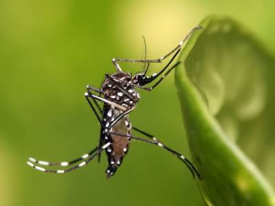Комбинация двух вирусов, переносимых комарами, может спровоцировать инсульт - polit.ru
