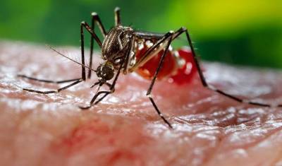 Reuters: у переболевших лихорадкой денге есть иммунитет к коронавирусу - newizv.ru