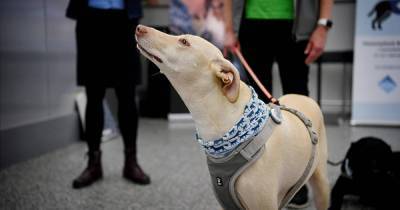 Собаки начали "вынюхивать" COVID-19 у пассажиров в аэропорту Хельсинки - ren.tv - Хельсинки
