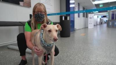 В аэропорту Хельсинки начали проверять на COVID-19 с помощью собак - piter.tv - Финляндия - Хельсинки