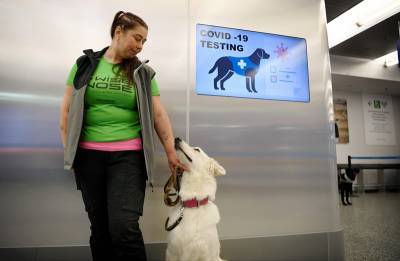 В Финляндии собак подключили к тестированию на коронавирус - tvc.ru - Финляндия - Хельсинки