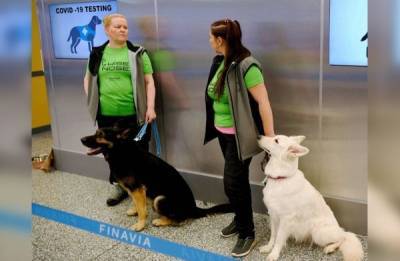 В Финляндии собак научили распознавать коронавирус у людей - govoritmoskva.ru - Финляндия - Хельсинки