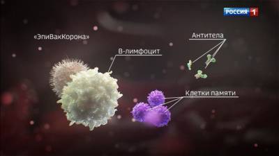 Ринат Максютов - К коронавирусу может сформироваться пожизненный иммунитет - vesti.ru - Россия