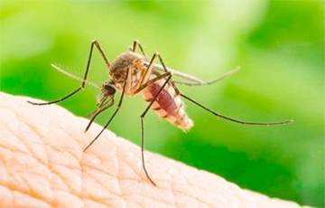 Мигель Николелис - Американский ученый: Комары способны защитить человечество от коронавируса - charter97.org - Сша
