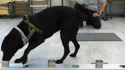 Вынюхивающие COVID-19 собаки появились в аэропорту Финляндии. - riafan.ru - Финляндия - Хельсинки