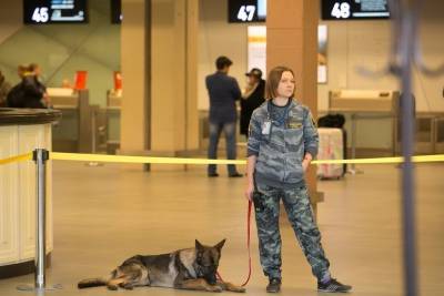 «Аэрофлот» тренирует собак, чтобы искать больных коронавирусом в аэропортах - znak.com