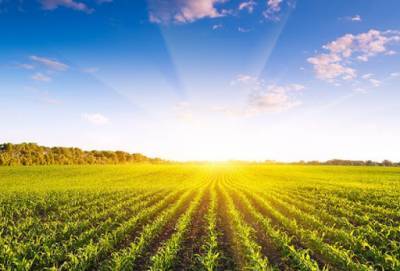 В 2020 году фермеры в Запорожской области соберут 140 тыс тонн кукурузы, – прогноз - inform.zp.ua - Украина - Запорожская обл.