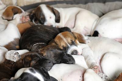 Не стерилизованная из-за коронавируса собака родила 16 щенков - lenta.ru - Ирландия