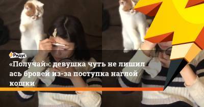 «Получай»: девушка чуть нелишилась бровей из-за поступка наглой кошки - ridus.ru