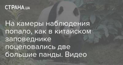 На камеры наблюдения попало, как в китайском заповеднике поцеловались две большие панды. Видео - strana.ua - Китай
