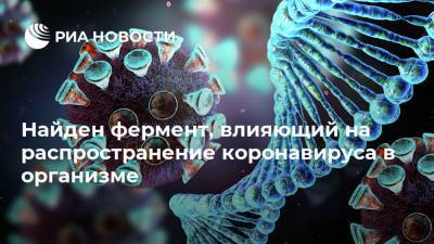 Найден фермент, влияющий на распространение коронавируса в организме - ria.ru - Москва - Германия