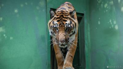 На Дальнем Востоке амурский тигр убил охотника - newdaynews.ru - Хабаровский край