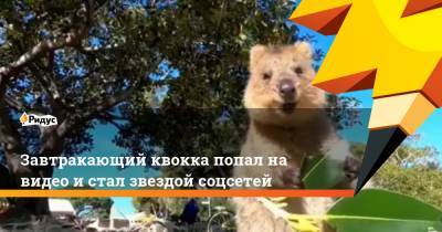 Завтракающий квокка попал на видео и стал звездой соцсетей - ridus.ru