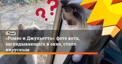 «Ромео иДжульетта»: фото кота, заглядывающего вокно, стало вирусным - ridus.ru
