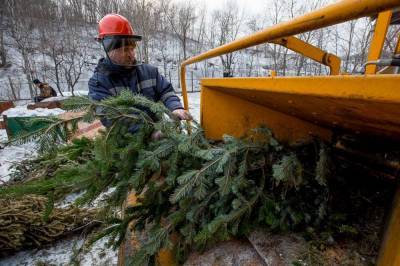 Куда сдать новогоднюю елку после праздников: Названы места утилизации в Киеве - zik.ua - Украина - Киев